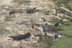 Pantanal
