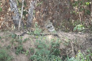 Pantanal