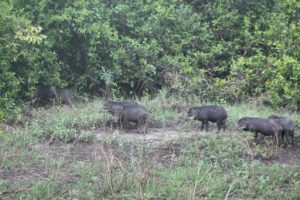 Pantanal