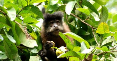 macaco numa árvore