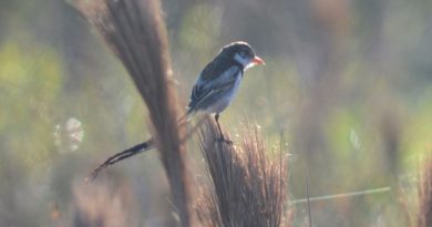 Parque das Aves