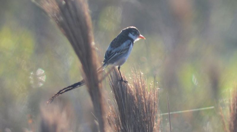 Parque das Aves