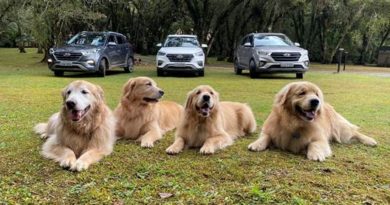 Olá Pets