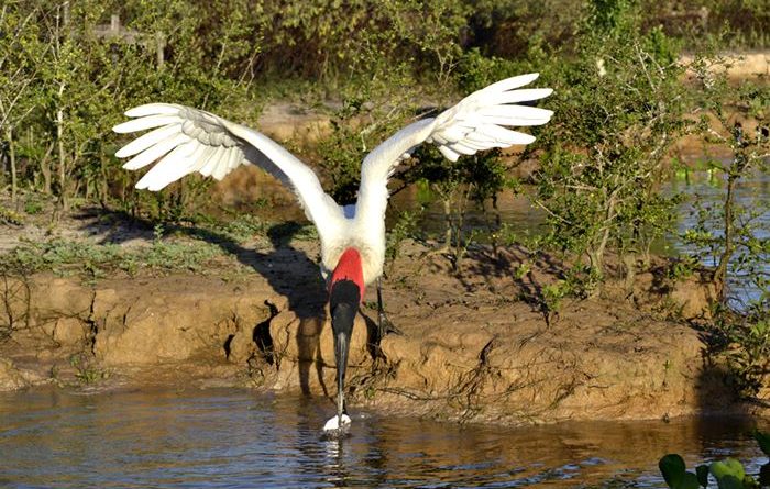Pantanal