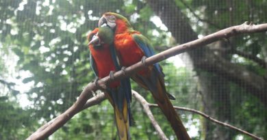 Parque das Aves