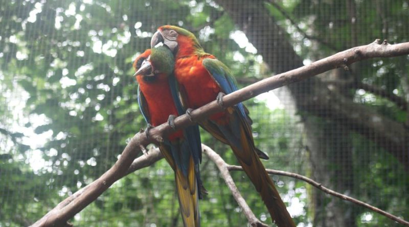 Parque das Aves