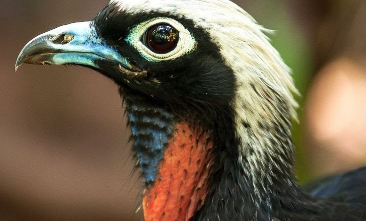 Parque das Aves