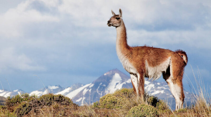 PARQUE NACIONAL DA PATAGÔNIA, NO CHILE