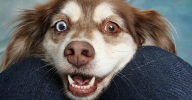 Pet