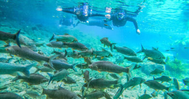 Bonito
