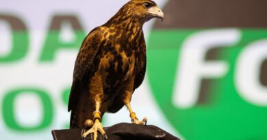 Foco Operadora