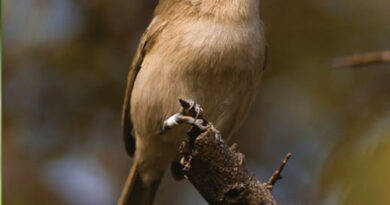 Aves de Noronha