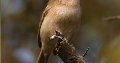 Aves de Noronha