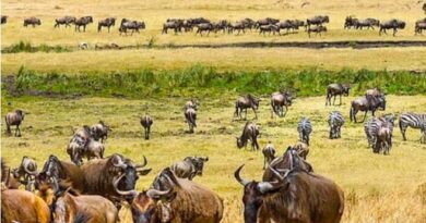 Safári na Tanzânia e Quênia