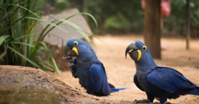 Festival das Cataratas