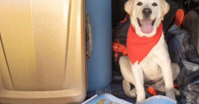 Seguro VIagem: Pet