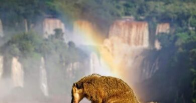 Parque Nacional do Iguaçu