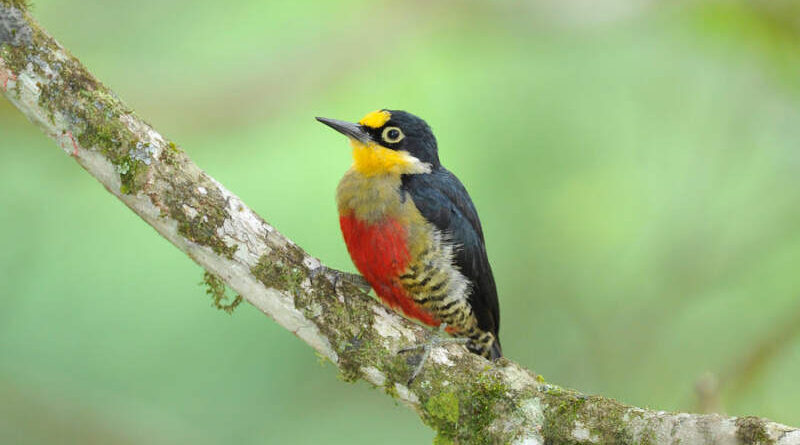 Observação de Aves
