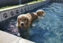 Pet friendly